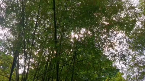 Sunlight through bamboo trees Stock Footage 136809749