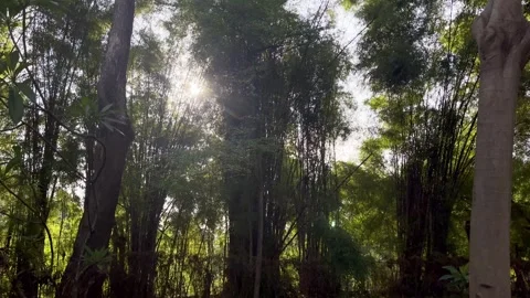 Sunlight Through Bamboos Trees in Urban City 4K Vídeo Stock 334699355