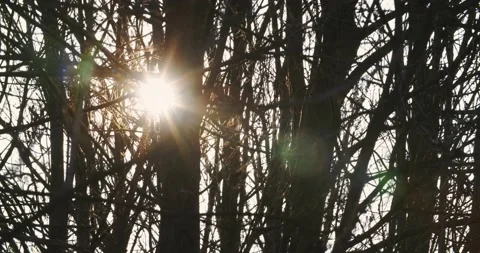 Sunlight Through Bare Branches Stock-Footage 140690924
