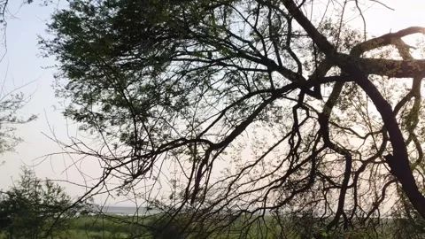 Sunlight Through Bare Tree Branches Stock Footage 340517431