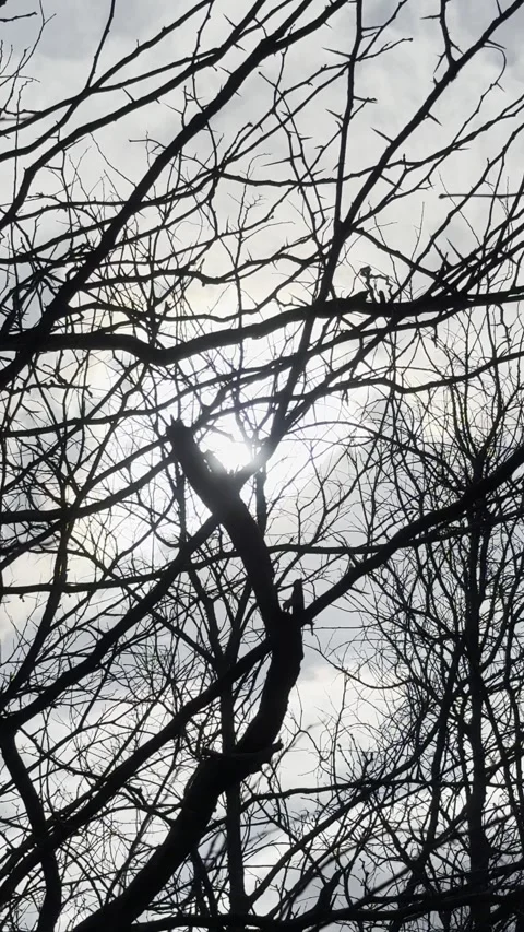 Sunlight Through Bare Tree Branches Video stock 344883669