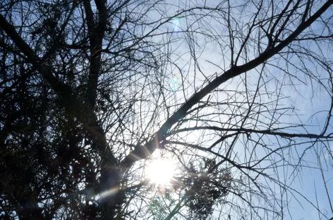 Sunlight Through Bare Tree Branches Against Blue Sky Fotos Stock