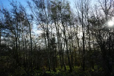 Sunlight Through Bare Trees And Autumn Foliage, Gedling Country Park, England. Stock Photos