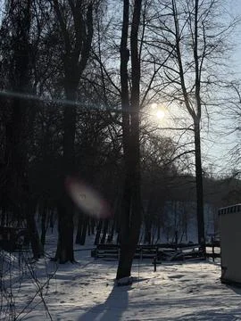 Sunlight Through Bare Trees in a Snowy Landscape Stock Photos
