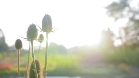Sunlight through beautiful dry thistle. Flowers in a botanic garden at morning Stock Footage 120774409