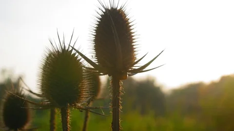 Sunlight through beautiful dry thistle. Flowers in a botanic garden at morning Video stock 120774447