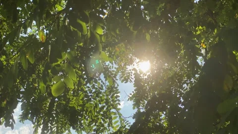 Sunlight through beautiful trees during sunny day Stock Footage 280818218