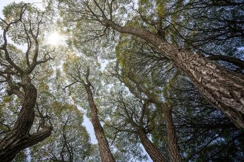 Sunlight through beautiful willow trees. Bottom-up view. Stock Photos