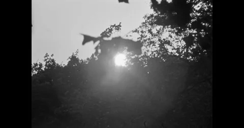 Sunlight Through Birch Tree in Black and White 動画素材 323262341