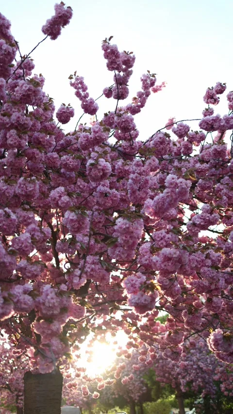Sunlight through blooming branches Stock Footage 334042405