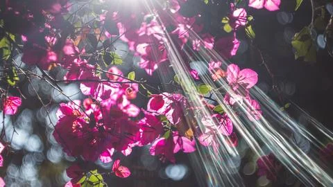 Sunlight Through Blossoms Stock Photos