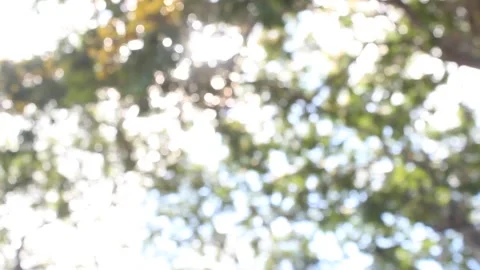 Sunlight Through Blurred Tree Leaves Stock Footage 288213256