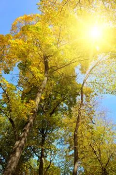 Sunlight through branches of autumn trees Stock Photos