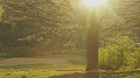 Sunlight through branches during warm sunset in the forest Stock Footage 186633107