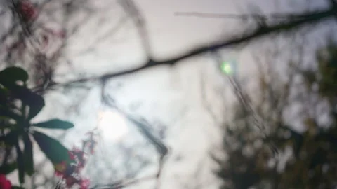 Sunlight Through Branches with Early Blossoms Stock Footage 256955151