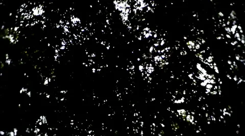 Sunlight through branches Stock Footage 5163290