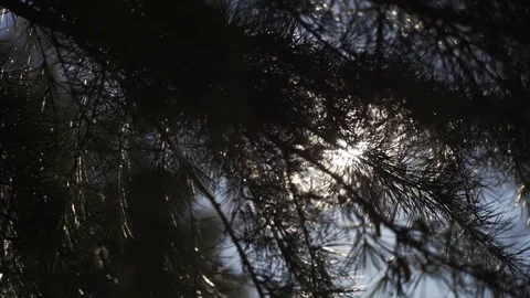 Sunlight through branches Video stock 122396024