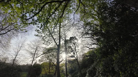 Sunlight through the branches. Stock Footage 272320497