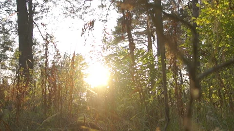 Sunlight through the branches of the forest (1) Vidéo 42126978