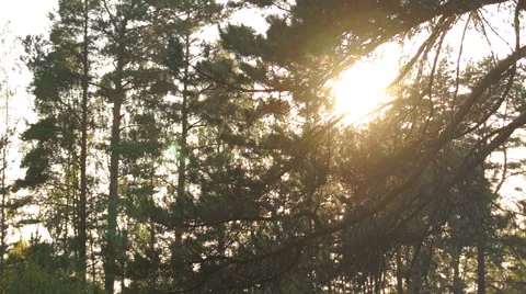 Sunlight through the branches of the forest (2) Видео 42126964