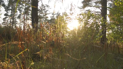 Sunlight through the branches of the forest (4) Video stock 42127020