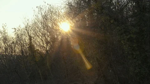Sunlight through the branches in a forest in Montferrat during winter Stock Footage 102519549
