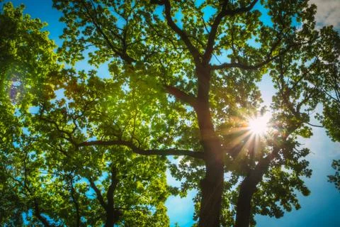 The sunlight through the branches of the oak Stock Photos