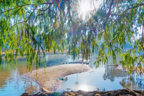 Sunlight Through Branches Over Tranquil Pond Stock-Fotos