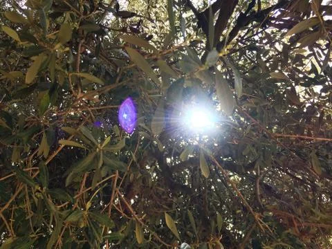 Sunlight through the branches Stock Photos