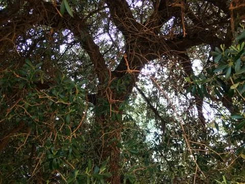 Sunlight through the branches Stock Photos