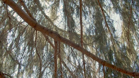 Sunlight through branches of pine tree in early spring, panning shot, 4k60p Stock Footage 128797866
