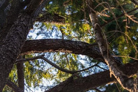 Sunlight Through Branches Of Tall Pine Trees Forest Stock Photos