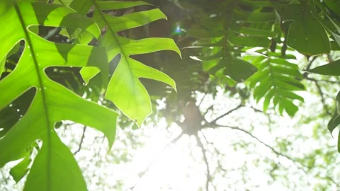 Sunlight through branches of tree against to monstera deliciosa in foreground Stock Footage 198823094