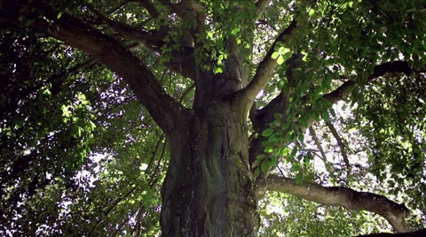 Sunlight Through Branches of Tree Video stock 32349572