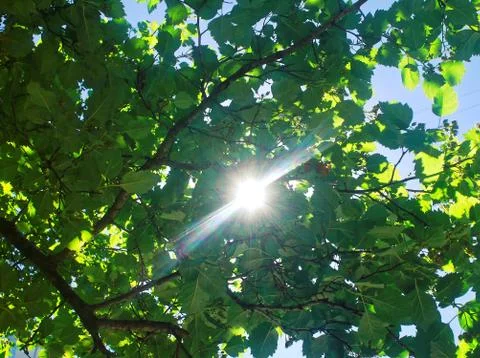 Sunlight through the branches of a tree in spring Stock Photos