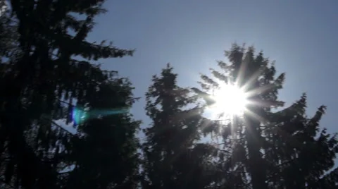 Sunlight through the branches of trees 库存影片 39840497