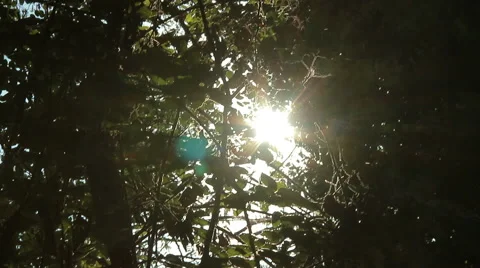 Sunlight through the branches of the trees: forest, woods, leaves, foliage, dark Stock Footage 55798671