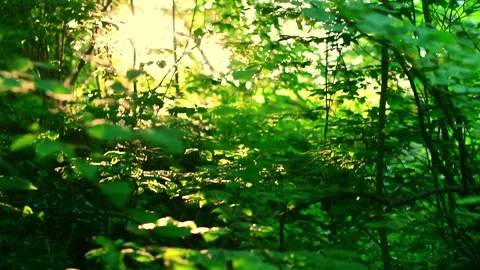 Sunlight through the branches of trees in the forest, leaves swaying in the wind Stock Footage 156623472