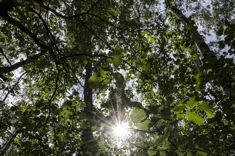 Sunlight through the branches of trees in the forest, summer season Stock Photos