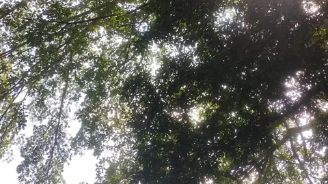 Sunlight Through the Canopy Stock Footage 332057880