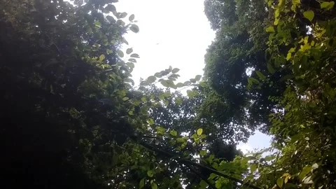 Sunlight Through the Canopy" 库存影片 332916828