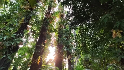 Sunlight Through the Canopy: A Forest Journey Stock Footage 282701818