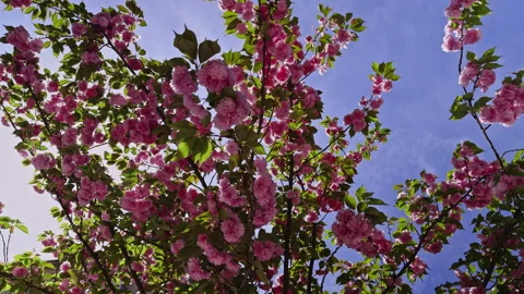 Sunlight Through Cherry Blossom Branches Stock Footage 274945529