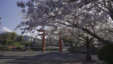 Sunlight Through Cherry Blossoms Beside Sengen Taisha Red Torii Gate 스톡 동영상 348256468