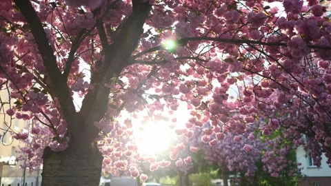 Sunlight through cherry blossoms cinematic glow Stock Footage 334048434