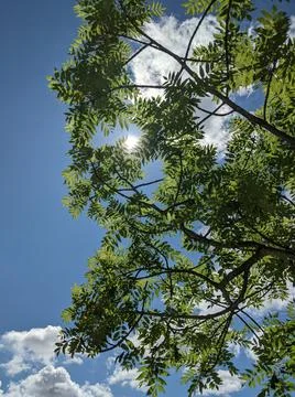 Sunlight through clouds and lush green leaves Stock Photos