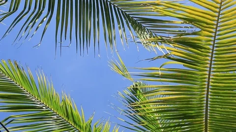 Sunlight through the coconut leaves with sunlight, which is affected by the f Stock Footage 84105209
