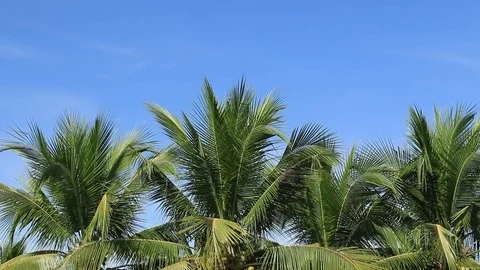 Sunlight through the coconut leaves with sunlight, which is affected by the f Stock Footage 84105440