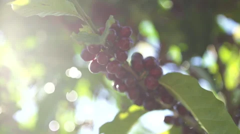 Sunlight through Coffee Beans on plant 스톡 동영상 47779186