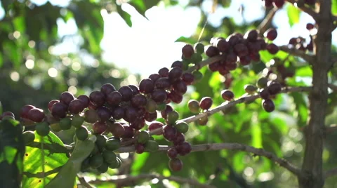 Sunlight through Coffee Beans on plant 2 Stock Footage 47779203
